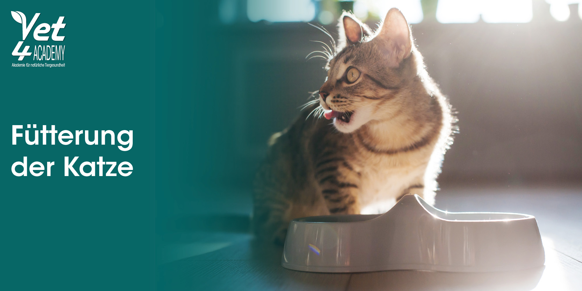 Tier, Katze, Säugetier, Haustier, Kätzchen