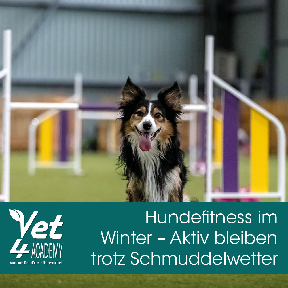 Gras, Hund, Haustier, Spielbereich, Gras, Hund, Haustier, Spielbereich