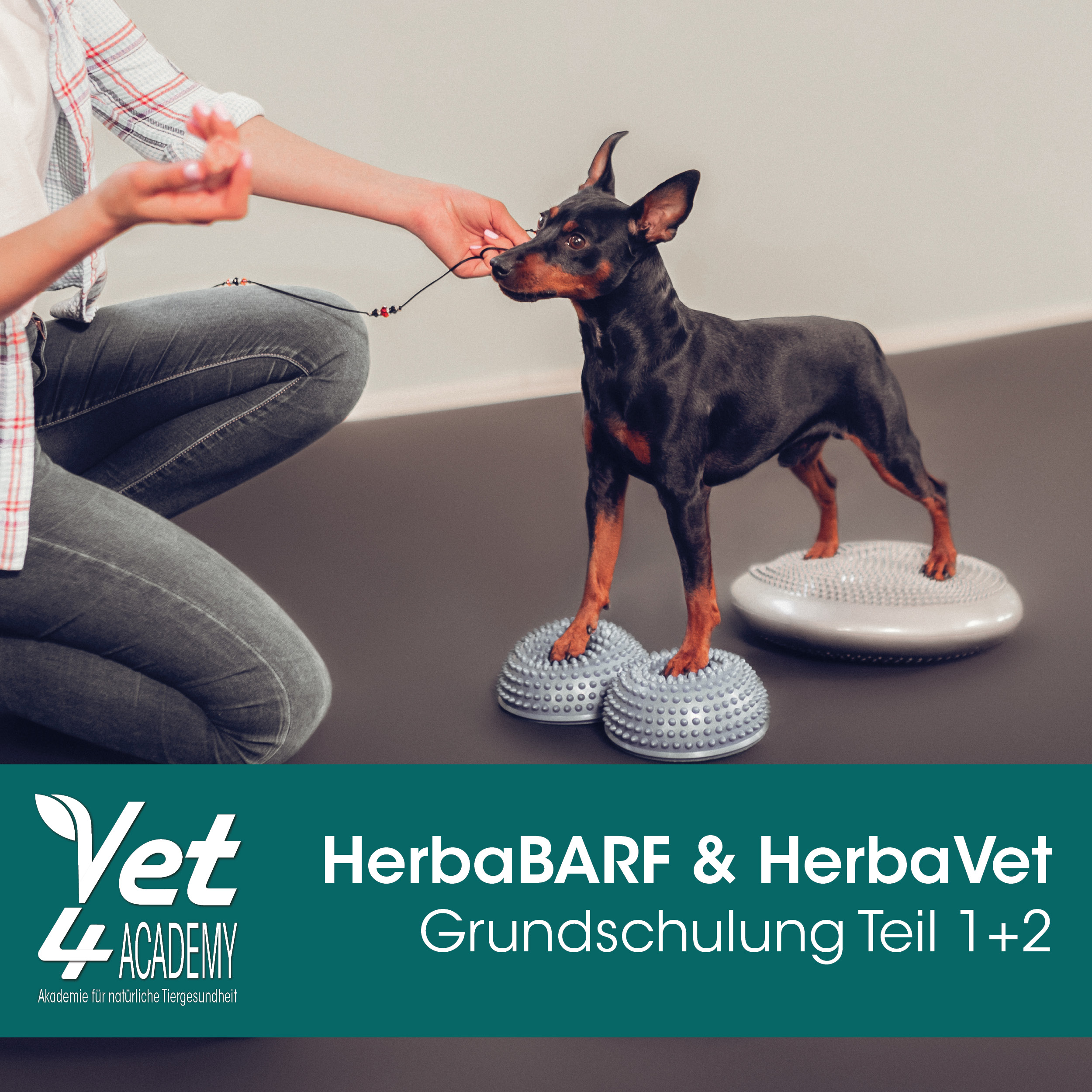 Hund, Haustier, Person, Jeans, Hosen