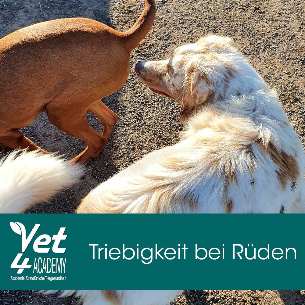 Videoaufzeichnung - Triebigkeit bei Rüden  Videoaufzeichnung - Triebigkeit bei Rüden