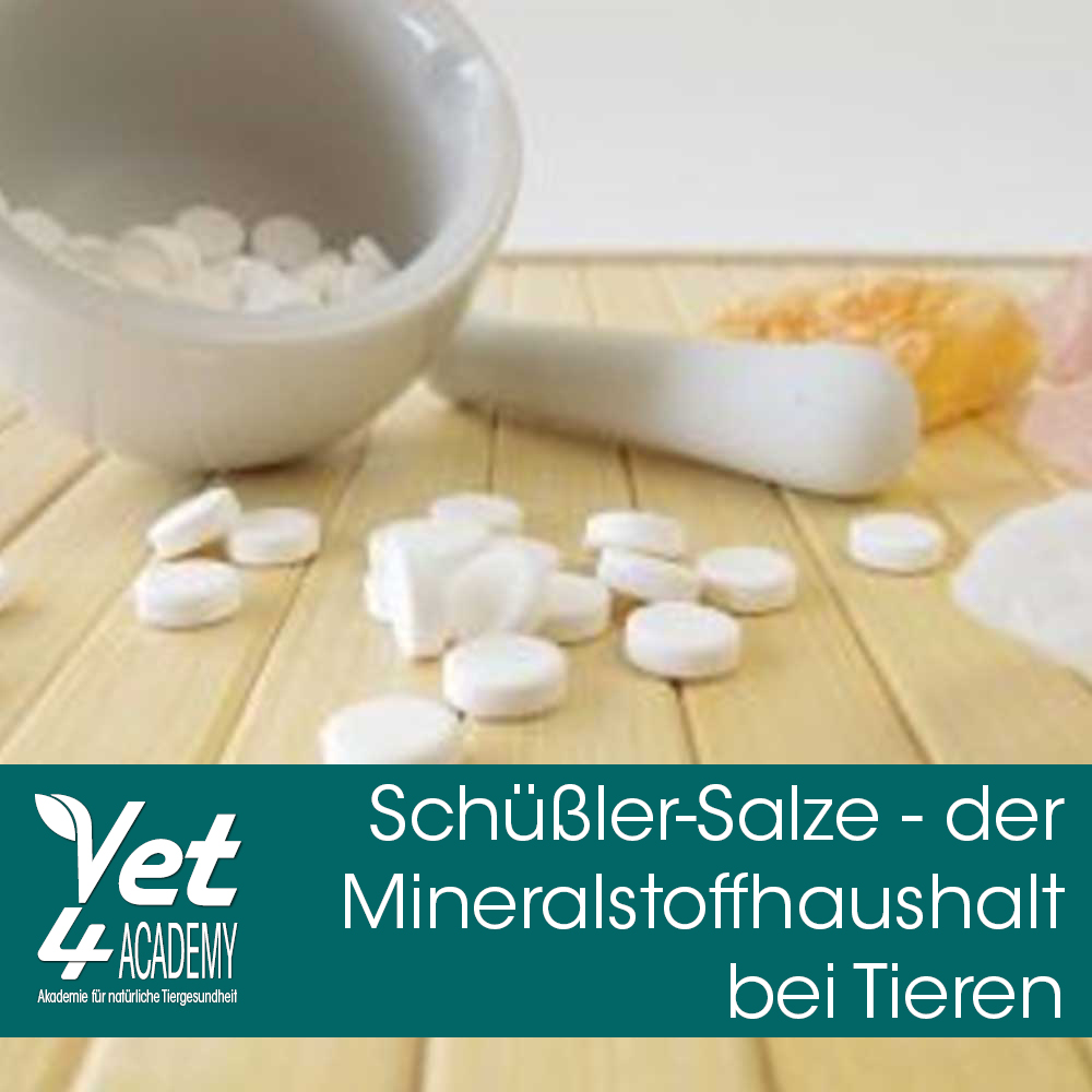 V4A_Aufz_Schüßler_Salze