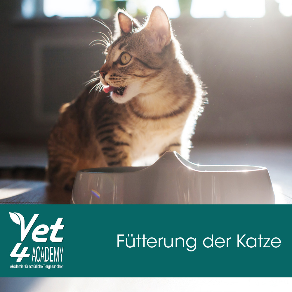 Tier, Katze, Säugetier, Haustier