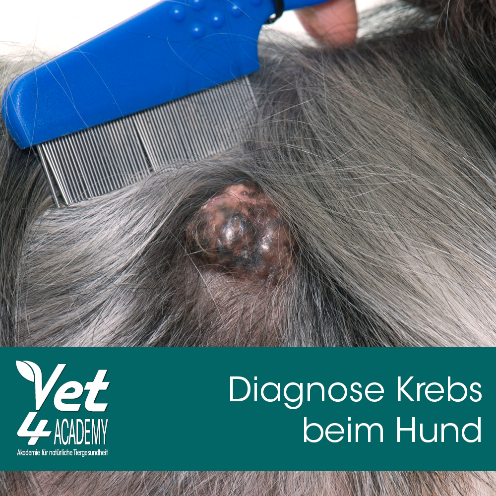 Videoaufzeichnung - Diagnose Krebs beim Hund