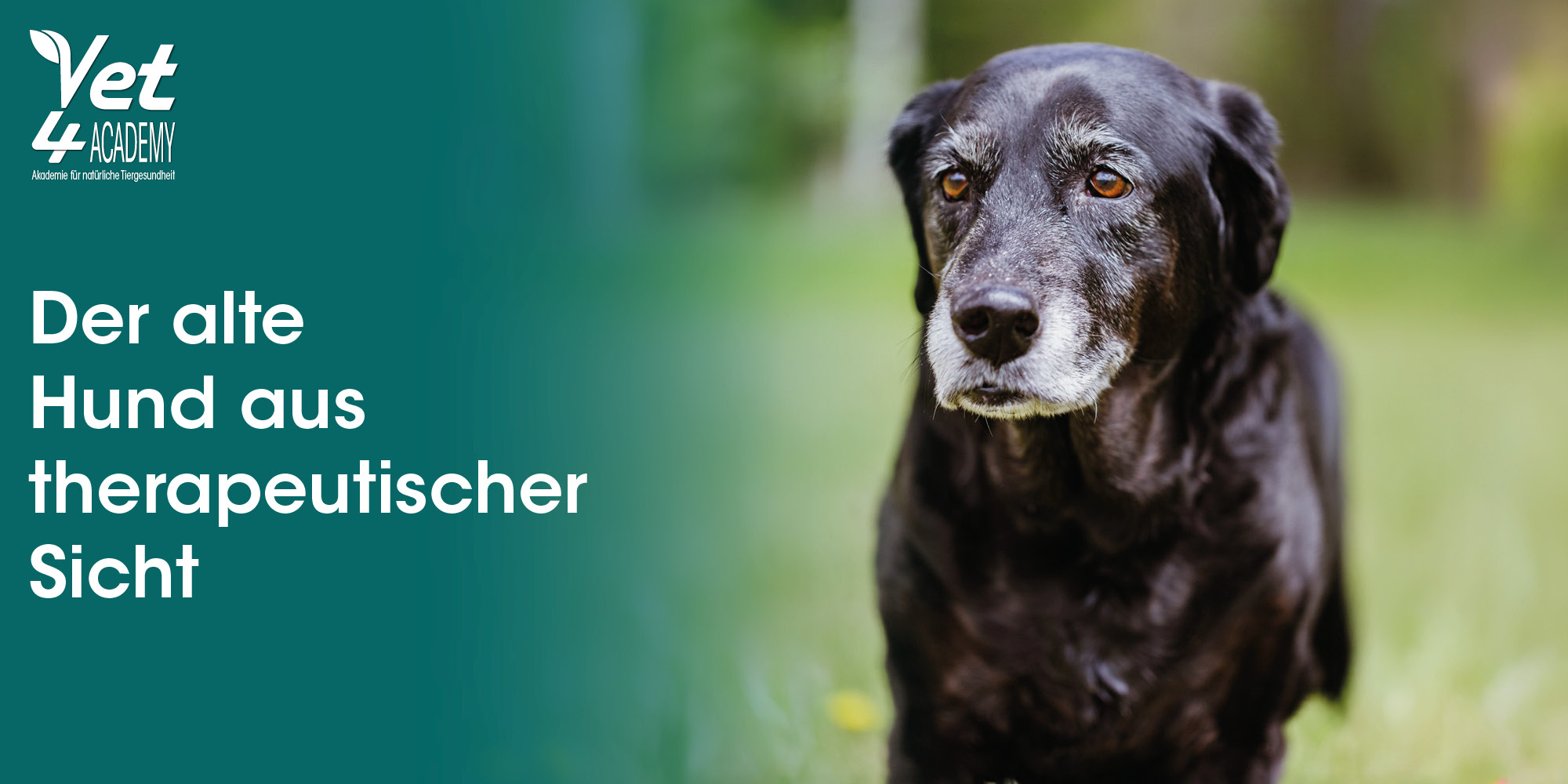 Hund, Labrador Retriever, Säugetier, Haustier