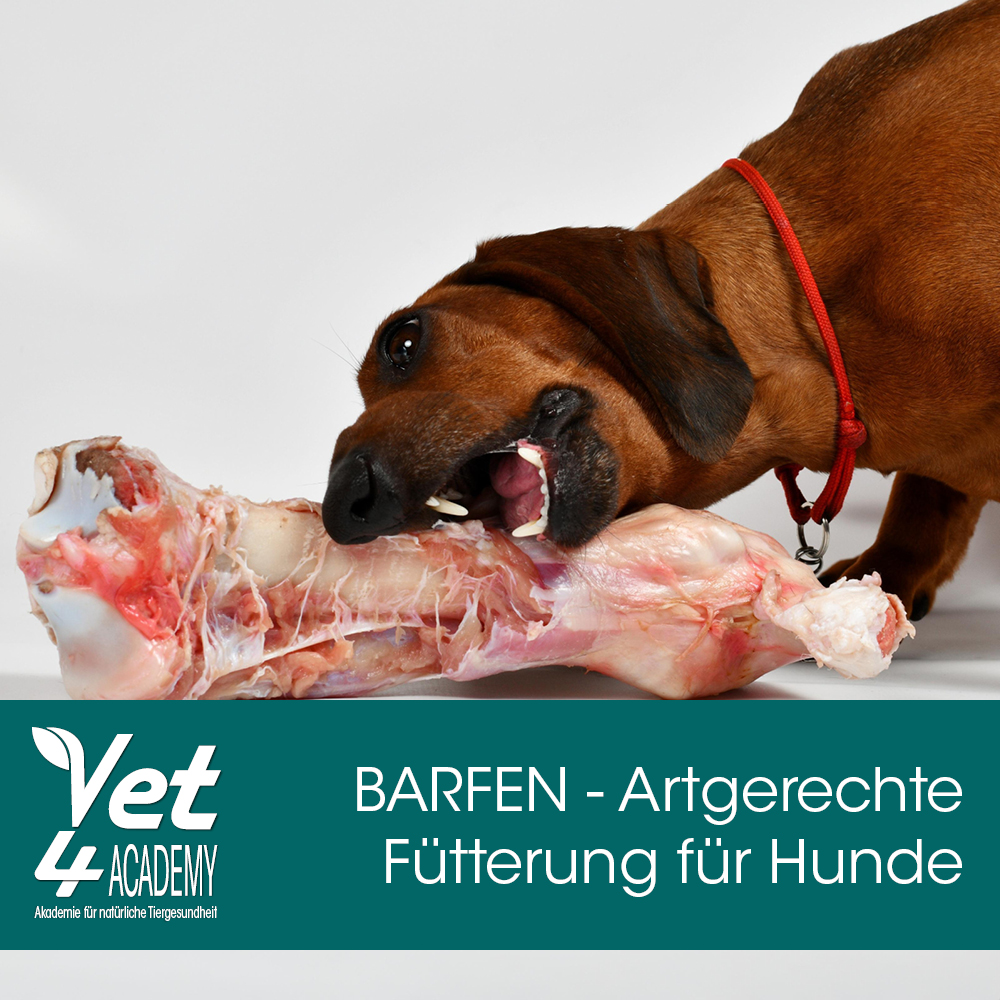 Videoaufzeichnung -  BARFEN - natürlich & artgerechte Fütterung für Hunde mit cdVet! Schnauze, Hund, Säugetier, Haustier