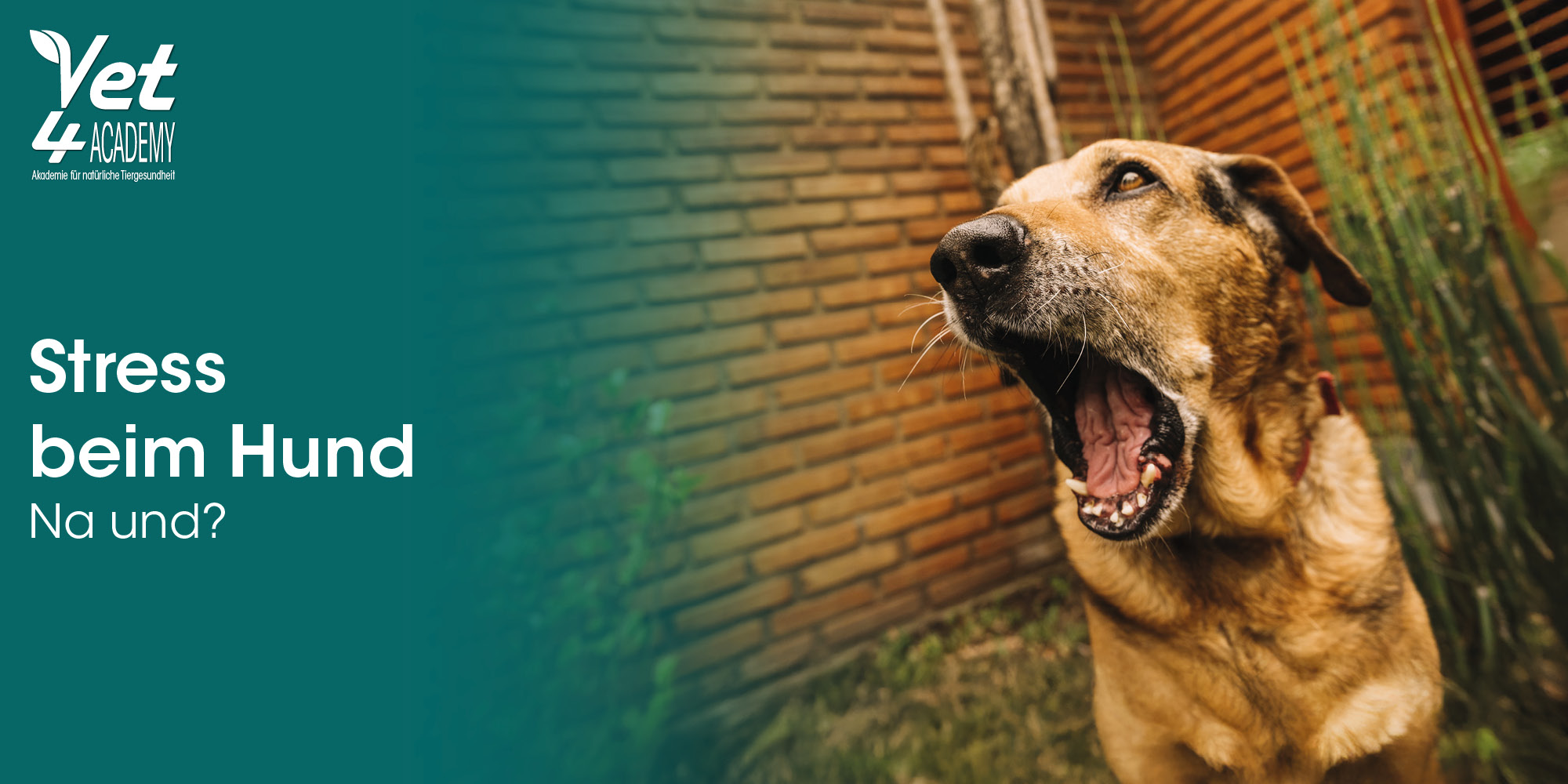 Tier, Hund, Säugetier, Haustier